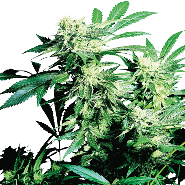 Skunk Kush feminizada de Sensi Seeds