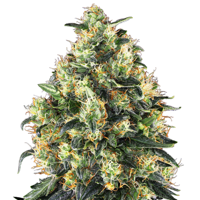 Super Skunk Auto de Sensi Seeds