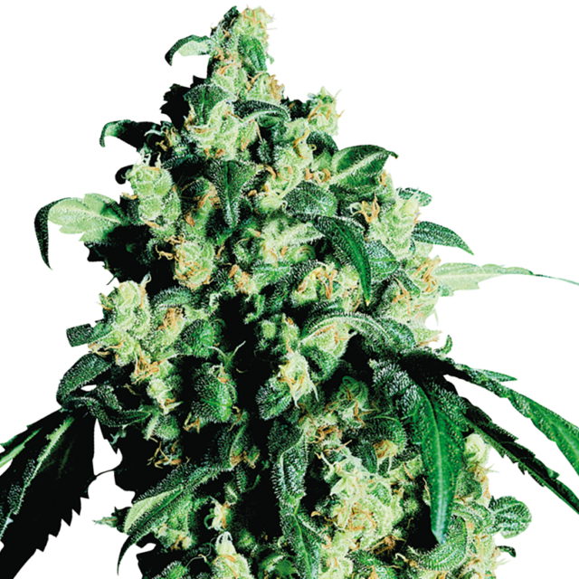 Super Skunk feminizada de Sensi Seeds