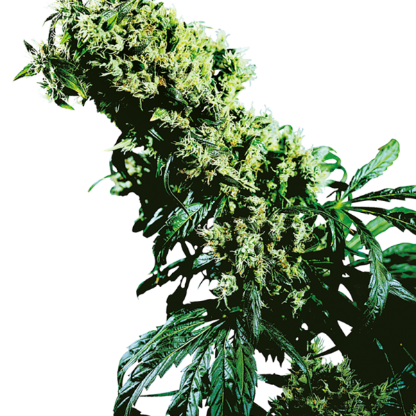 Northern Lights 5 x Haze feminizada de Sensi Seeds