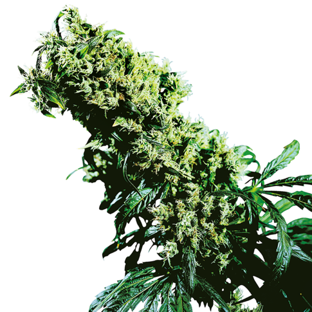 Northern Lights 5 x Haze feminizada de Sensi Seeds