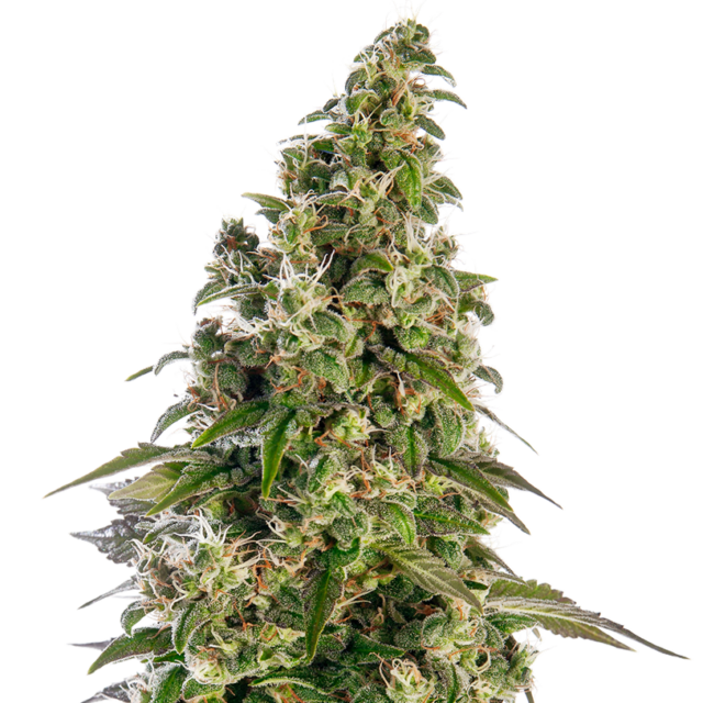 Afghani #1 Auto de Sensi Seeds