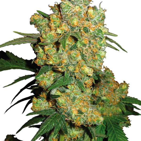 Big Bud feminizada de Sensi Seeds