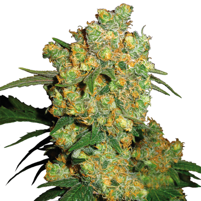 Big Bud feminizada de Sensi Seeds