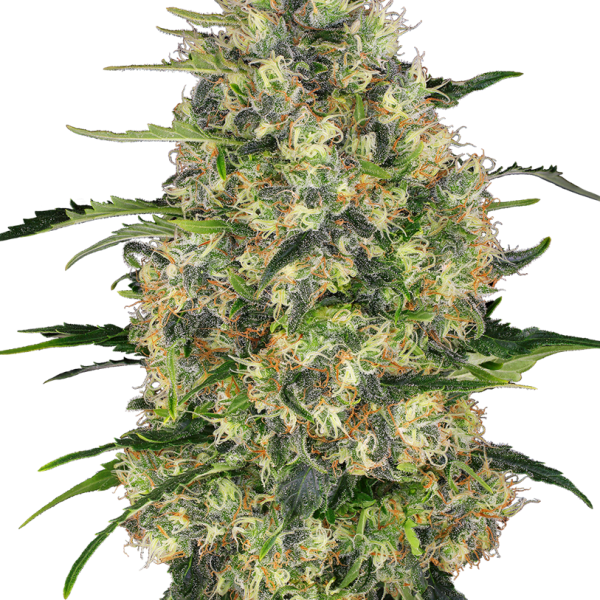 Black Domina feminizada de Sensi Seeds