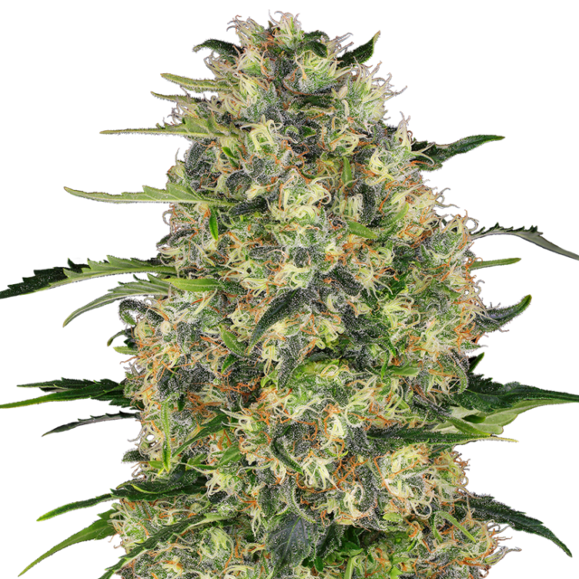 Black Domina feminizada de Sensi Seeds