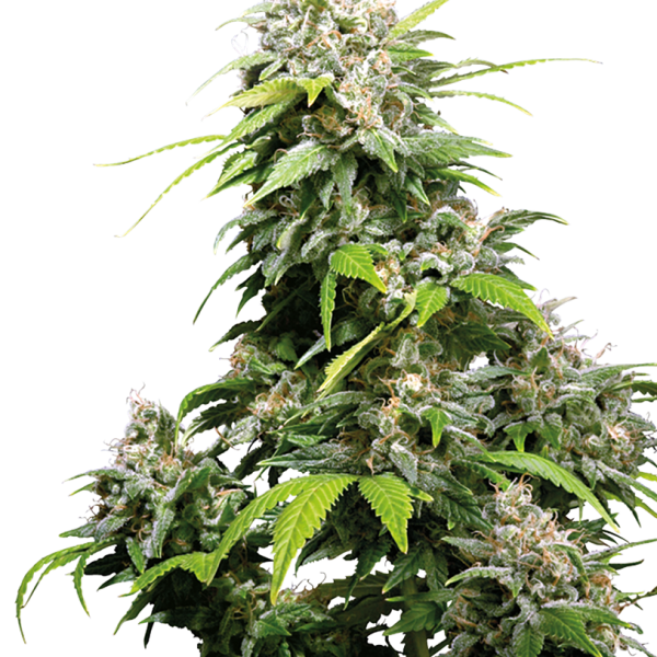 California Indica feminizada de Sensi Seeds