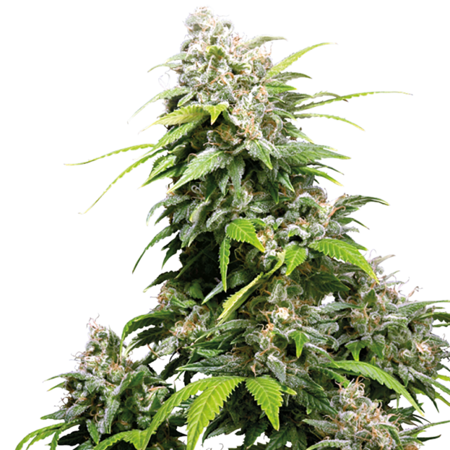 California Indica feminizada de Sensi Seeds