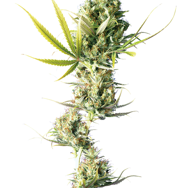 Durban feminizada de Sensi Seeds