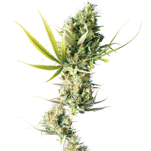 Durban feminizada de Sensi Seeds