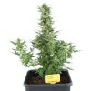 Royal Dwarf Auto de Royal Queen Seeds