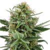 Royal Dwarf Auto de Royal Queen Seeds