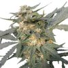 Royal Haze Auto de Royal Queen Seeds