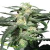 Royal Haze Auto de Royal Queen Seeds