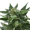 Royal Kush Auto de Royal Queen Seeds