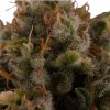 Royal Moby feminizada de Royal Queen Seeds