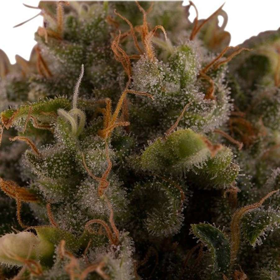Royal Moby feminizada de Royal Queen Seeds