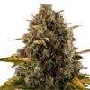 Royal Moby feminizada de Royal Queen Seeds