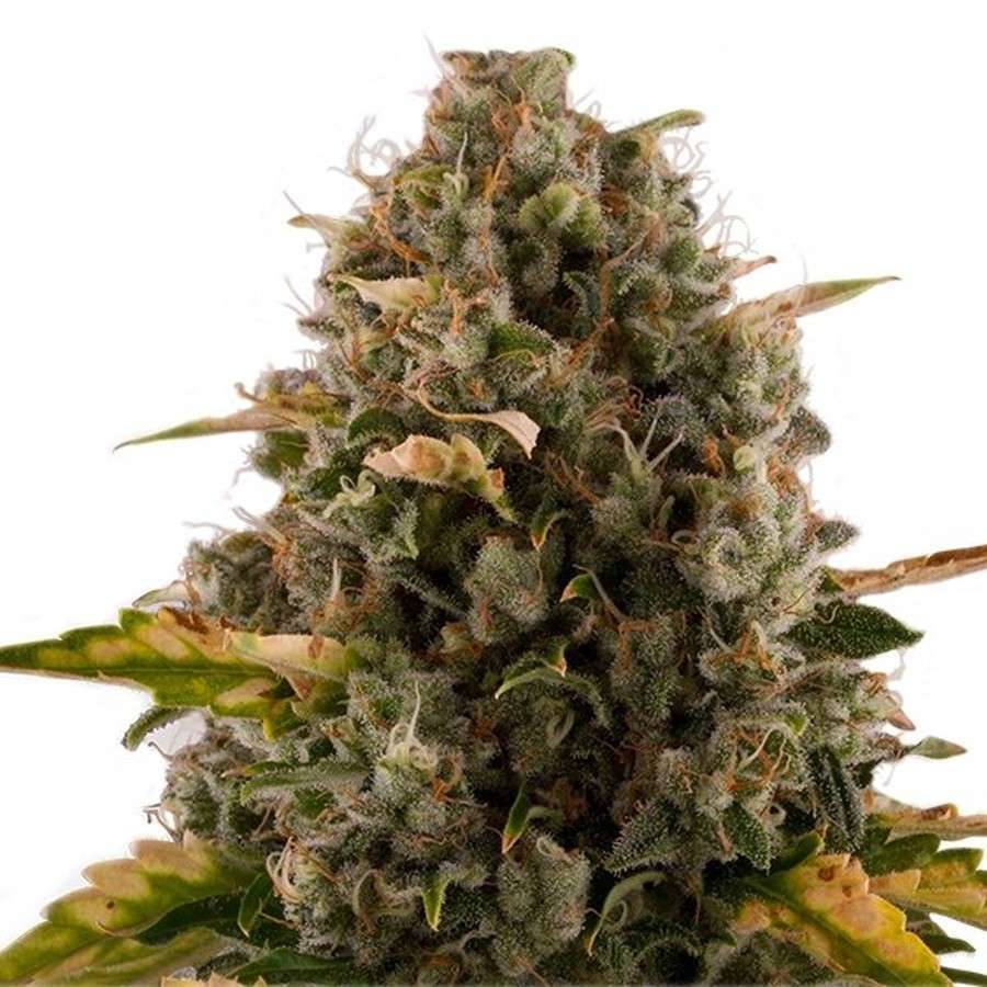 Royal Moby feminizada de Royal Queen Seeds