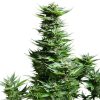 Shining Silver Haze feminizada de Royal Queen Seeds
