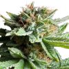 Shining Silver Haze feminizada de Royal Queen Seeds