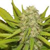 Skunk XL feminizada de Royal Queen Seeds