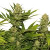 Skunk XL feminizada de Royal Queen Seeds