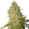 Special Kush 1 feminizada de Royal Queen Seeds