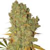Special Kush 1 feminizada de Royal Queen Seeds
