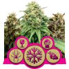 Feminized Mix de Royal Queen Seeds