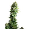 Fruit Spirit feminizada de Royal Queen Seeds