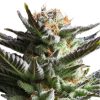 Fruit Spirit feminizada de Royal Queen Seeds