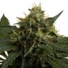 Ice feminizada de Royal Queen Seeds