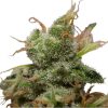 Ice feminizada de Royal Queen Seeds