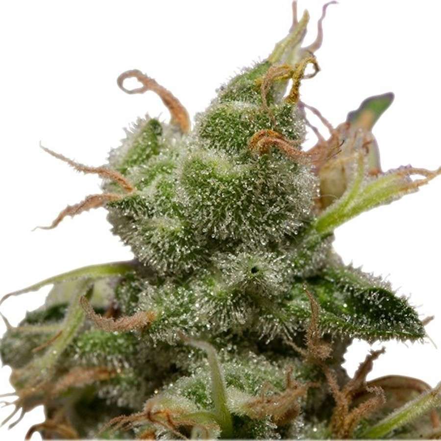 Ice feminizada de Royal Queen Seeds - Imagen 3