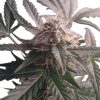 Northern Light Auto de Royal Queen Seeds