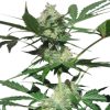 Northern Light Auto de Royal Queen Seeds