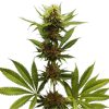Northern Light feminizada de Royal Queen Seeds
