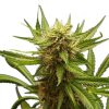 Northern Light feminizada de Royal Queen Seeds