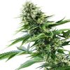 Power Flower feminizada de Royal Queen Seeds