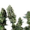Power Flower feminizada de Royal Queen Seeds