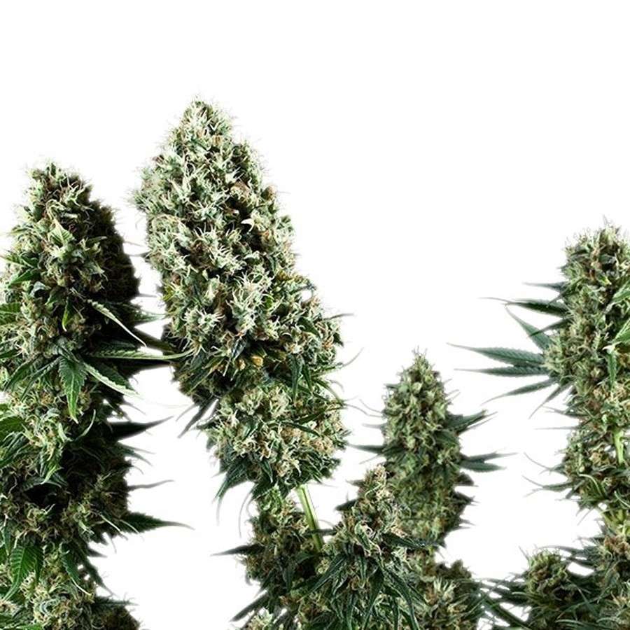 Power Flower feminizada de Royal Queen Seeds - Imagen 3