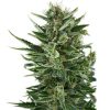 Quick One Auto de Royal Queen Seeds