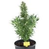 Quick One Auto de Royal Queen Seeds