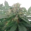 Royal Bluematic Auto de Royal Queen Seeds