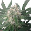 Royal Bluematic Auto de Royal Queen Seeds