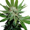 Royal Cheese (Fast Version) feminizada de Royal Queen Seeds