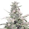 Royal Creamatic Auto de Royal Queen Seeds
