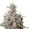 Royal Creamatic Auto de Royal Queen Seeds