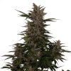 Royal Critical Auto de Royal Queen Seeds